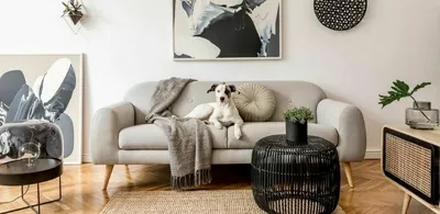 En hund ligger på en sofa i en stue. Foto