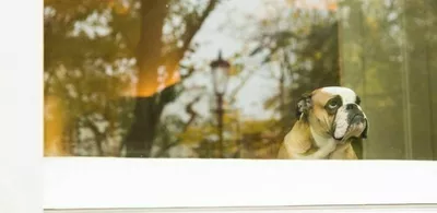 En hund ser ut et vindu. Foto